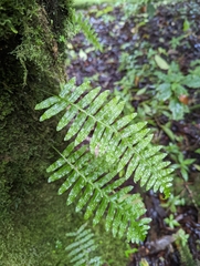 Polypodioideae