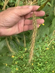 Elymus riparius