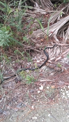 Coluber constrictor helvigularis