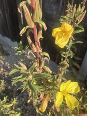 Oenothera elata
