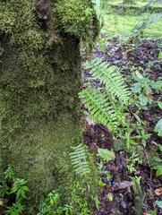 Polypodioideae