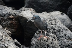 Butorides striata sundevalli