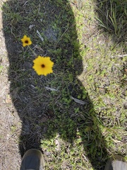 Coreopsis