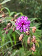 Vernonia noveboracensis