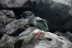 Butorides striata sundevalli