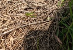 Omocestus viridulus