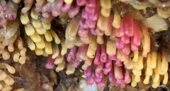Muricidae