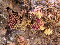 Muricidae