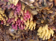 Muricidae