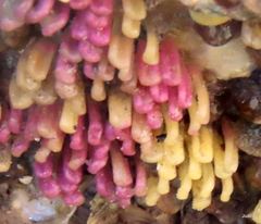 Muricidae
