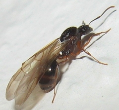 Aphaenogaster fulva