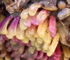 Muricidae