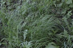 Poa nemoralis