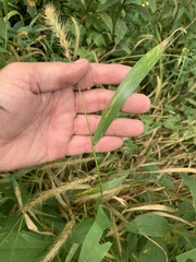 Elymus riparius