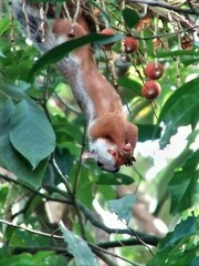 Sciurus variegatoides