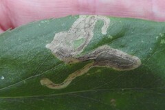 Phytomyza albiceps group