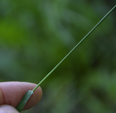 Poa nemoralis
