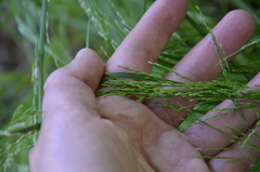 Poa nemoralis