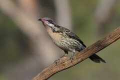 Acanthagenys rufogularis