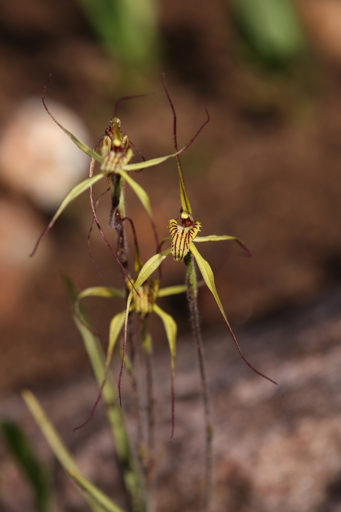 Caladenia caesarea