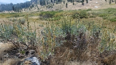 Artemisia spiciformis