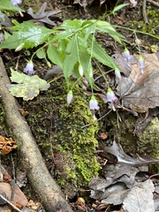 Campanula divaricata
