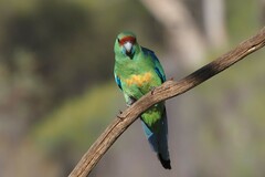 Barnardius zonarius