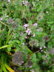 Clinopodium vulgare