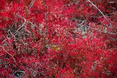 Setophaga petechia aureola