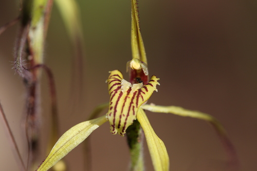 Image of Caladenia caesarea by (c) Hugo Innes, some rights reserved (CC BY)