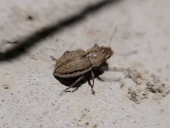 Naupactus peregrinus
