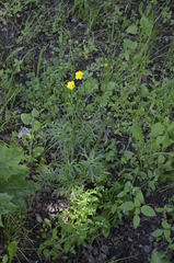 Ranunculus polyanthemos