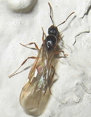 Aphaenogaster fulva