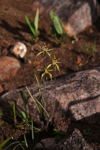 Image of Caladenia caesarea by (c) Hugo Innes, some rights reserved (CC BY)