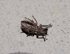 Naupactus peregrinus