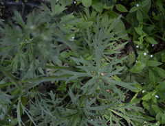 Ranunculus polyanthemos