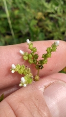 Mitreola