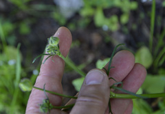 Ranunculus polyanthemos