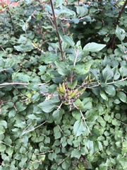 Syringa
