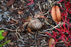 Coenobita compressus