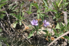 Dyschoriste decumbens