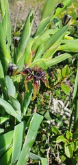 Ferraria crispa