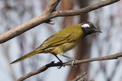 Nesoptilotis leucotis