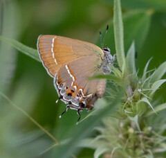 Callophrys gryneus