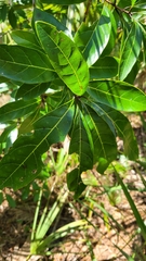 Oleaceae