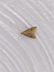 Udea ferrugalis