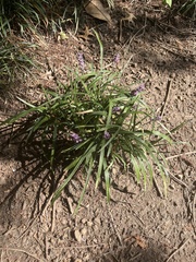 Liriope
