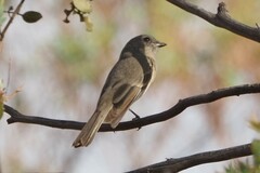 Pachycephala fuliginosa