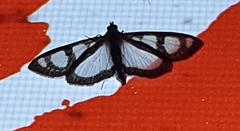 Glyphodes quadrimaculalis