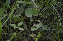Ranunculus cassubicus